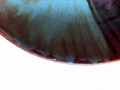 Photoroom_001_20240831_130509.jpg