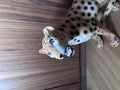 IMG_9755.jpeg