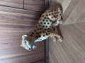 IMG_9756.jpeg