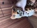 IMG_9757.jpeg