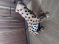 IMG_9759.jpeg