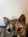 C8AAA766-ABFF-4C70-B0D0-F57B6B36CE63.jpeg