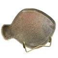 patera-fladra-drost-zabkowice1.webp